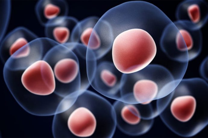 BALCO Medical Centre Performs Chhattisgarh’s First Half-Matched Stem Cell Transplant for Sickle Cell Anaemia